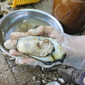 Hàu sông tách thịt_ Gói 500g