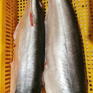 CÁ DỨA TƯƠI NGUYÊN CON (LÀM SẠCH)