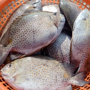 Cá dìa Nước lợ_1 con/túi PA_0.8 - 0.9 kg