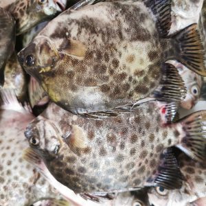 Alternative view of Cá nâu Nước lợ_Gói 450g