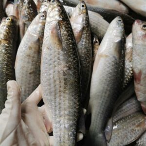 Cá đối làm sạch vảy size nhỏ-NH
