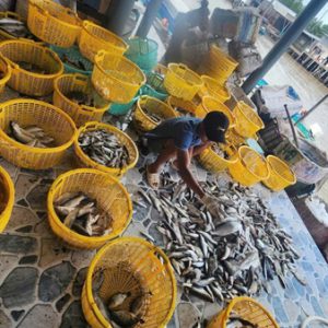 Cá đập làm sạch (Nhà Hàng)