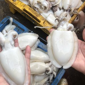 Alternative view of Mực nan làm sạch _ Gói 1kg (12-15 con)