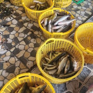 Alternative view of Cá đập làm sạch (Nhà Hàng)