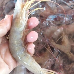 TÔM HE ĐÔNG NHỎ NGUYÊN CON (NHÀ HÀNG)