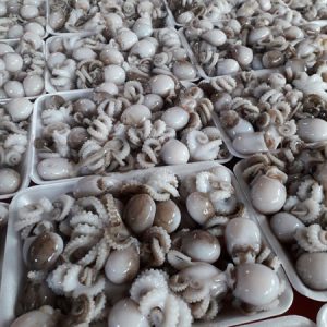 Bạch tuộc trứng_Gói 1000g