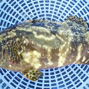 CÁ MÚ TRÂN CHÂU TƯƠI CẤP ĐÔNG (Kilogam)