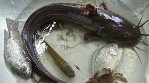 Cá ngát nước lợ _ gói 450g