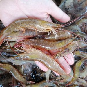 Alternative view of Tôm thiên nhiên làm sạch (Bỏ đầu và chỉ lưng)_300g