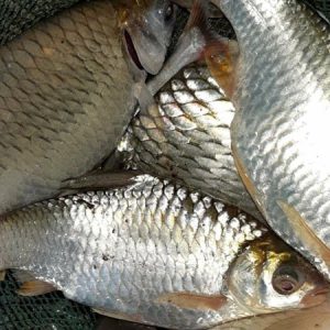 Alternative view of Chả cá mè_Chả tươi túi PA_250g