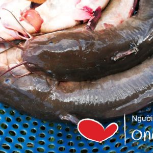 Cá Ngát cắt khúc sinh thái Rừng ngập mặn Bến Tre