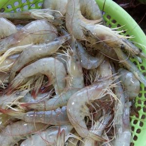 Alternative view of Tôm Bạc thiên nhiên bóc nõn_Gói 100g