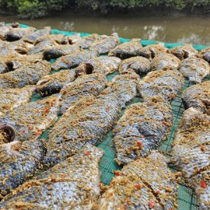 Cá phi ướp sả ớt 1 nắng NH