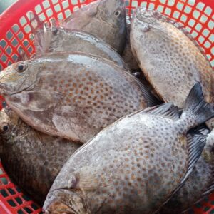 Cá dìa Nước lợ_1 con/túi PA_0.7 - 0.8 kg
