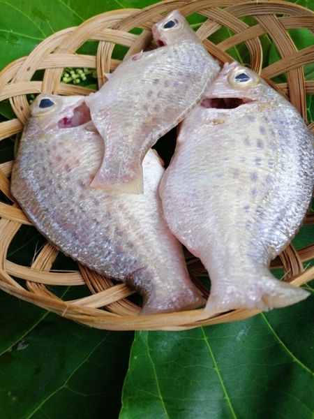 Cá Móm Rừng ngập mặn