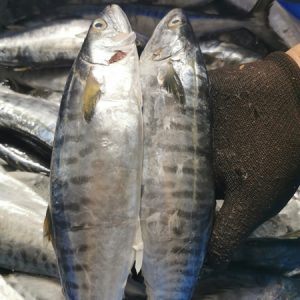 CÁ THU NGUYÊN CON LÀM SẠCH