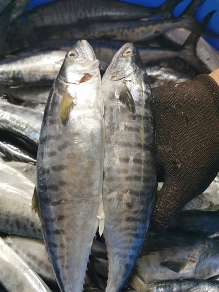 CÁ THU NGUYÊN CON LÀM SẠCH