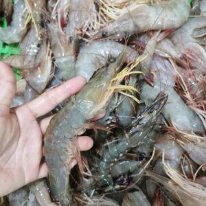 TÔM HE ĐÔNG LỚN NGUYÊN CON (NHÀ HÀNG)