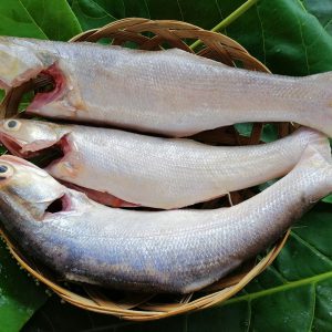 Cá chét Rừng ngập mặn_Gói 300-400gram