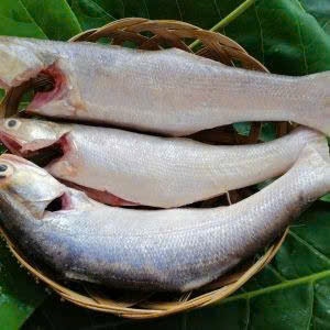Cá chét rừng ngập mặn